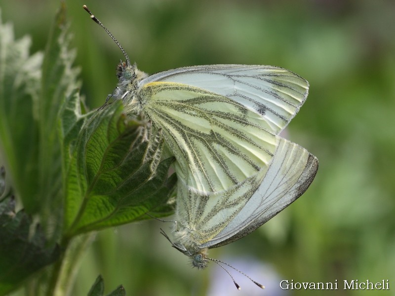 Pieris napi : copula